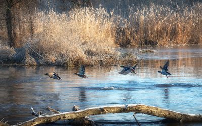 Schöpfung und Umwelt wichtige Themen für Kolping