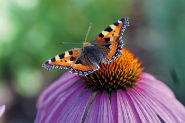 Von der Kunst des Fotografierens